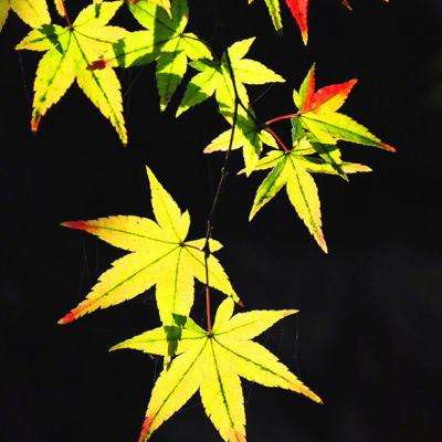 收评：三大指数再创年内新高 芯片股集体爆发